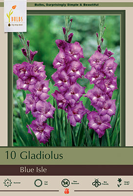 Gladiolus Large Flowering 'Blue Isle'