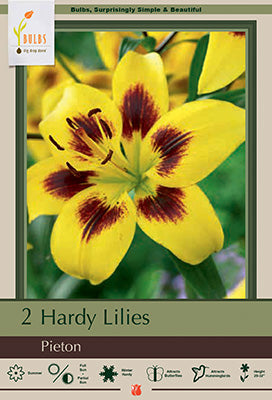 Lilium Asiatic 'Pieton'