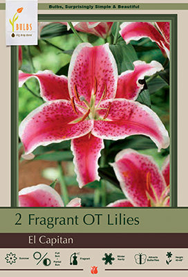 Lilium Oriental Trumpet 'El Capitan'