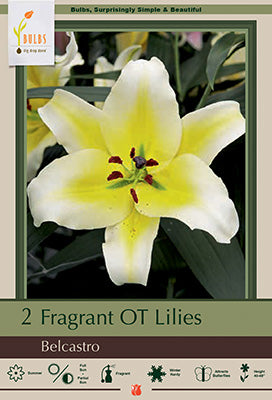 Lilium Oriental Trumpet 'Belcastro'