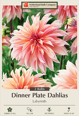Dahlia Dinner Plate 'Labyrinth'