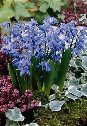 Scilla siberica 'Siberian Squill'
