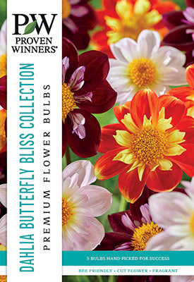Proven Winners Dahlia Colarette Butterfly Bliss