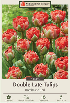 Tulip Double Late 'Bombastic Red'