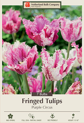 Tulip Fringed 'Purple Circus'