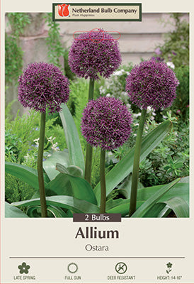 Allium 'Ostara'