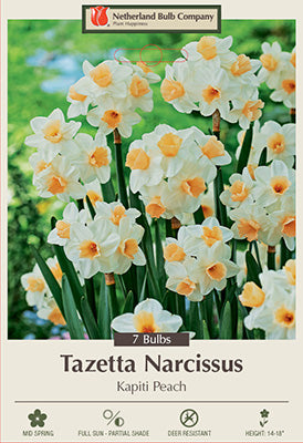 Daffodil Narcissus Narcissus tazetta 'Kapiti Peach'