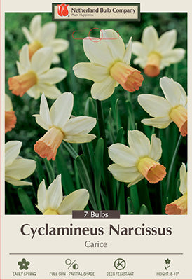 Daffodil Narcissus cyclamineus 'Carice'