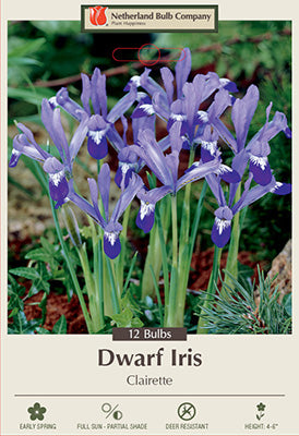 Iris 'Clairette'
