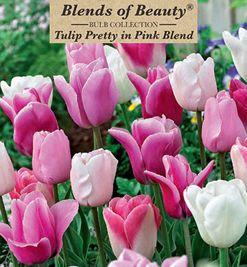 Blends of Beauty Tulip 'Pretty in Pink Blend'