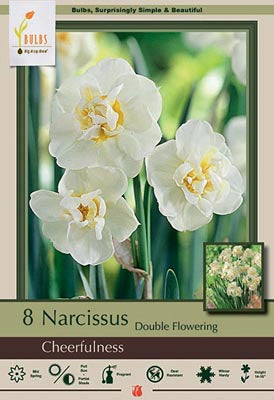Daffodil Narcissus Double Flowering 'Cheerfulness'