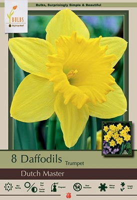 Daffodil Narcissus Trumpet 'Dutch Master'