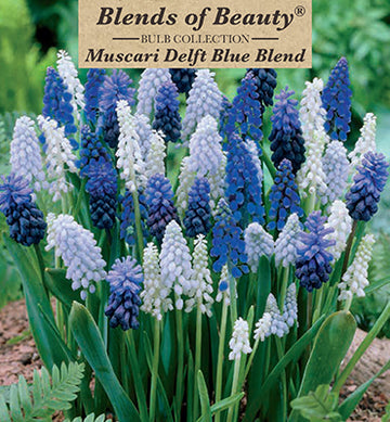 Blends of Beauty Muscari 'Delft Blue Mixture'