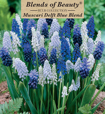 Blends of Beauty Muscari 'Delft Blue Mixture'