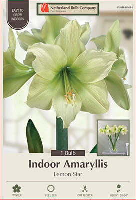 Amaryllis 'Lemon Star'