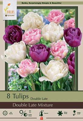 Tulip 'Double Dutch Mixture'