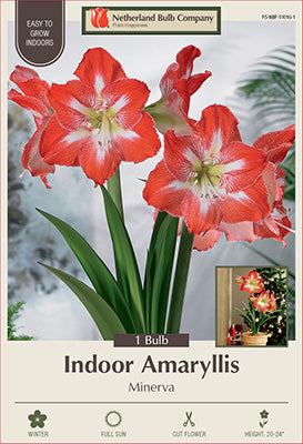 Amaryllis 'Minerva'
