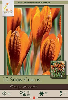 Crocus chrysanthus 'Orange Monarch'