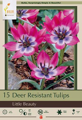 Tulip 'Little Beauty'