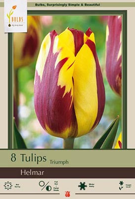 Tulip 'Helmar'