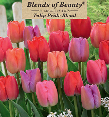 Blends of Beauty Tulip 'Pride Blend'