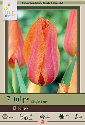 Tulip 'El Nino'