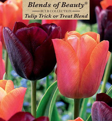 Blends of Beauty Tulip 'Trick or Treat Blend'