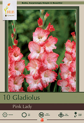 Gladiolus Large Flowering 'Pink Lady'