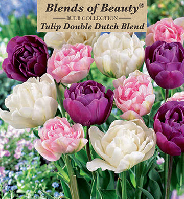 Blends of Beauty Tulip 'Double Dutch Blend'