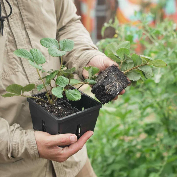 EPIC Gardening 4-Cell Seed Starting Tray