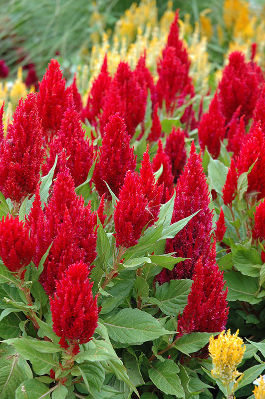 Celosia 4" Fall