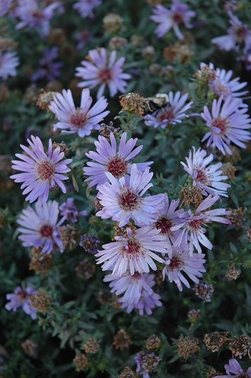Aster 'Days Blue'