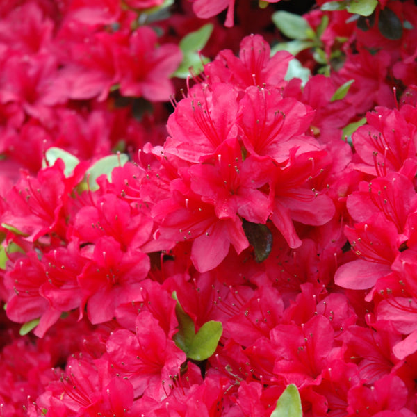 Azalea - Rhododendron x 'Girard's Hino'