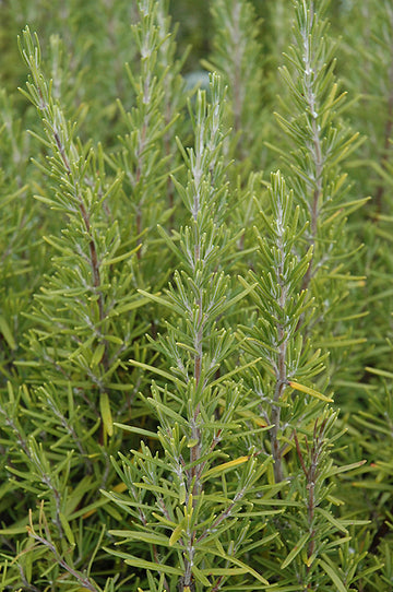Rosemary