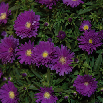 Aster 'Dragon Blue'