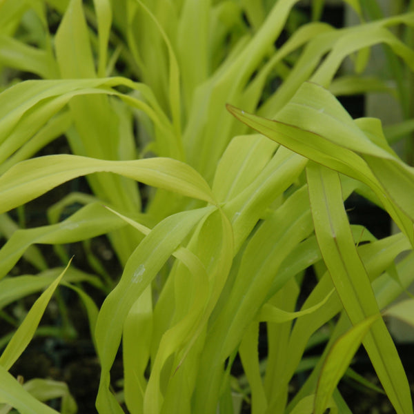 Ornamental Millet 'Jade Princess'