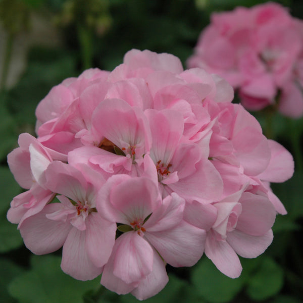 Geraniums