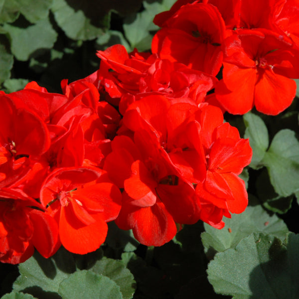Geraniums