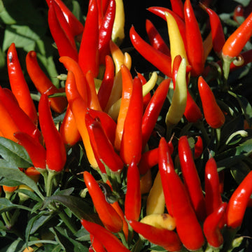 Ornamental Pepper 'Chili Chill'