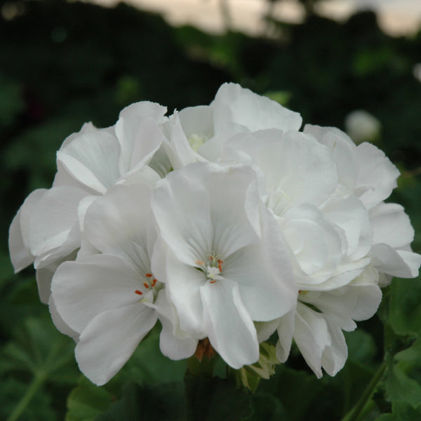 Geraniums