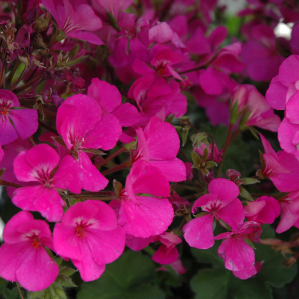 Geraniums