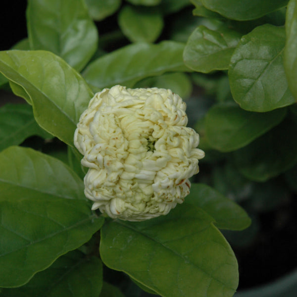Jasmine 'Grand Duke'