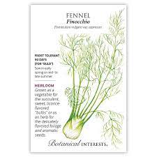 Fennel 'Florence Finocchio'