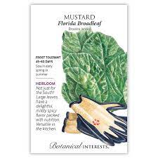 Mustard 'Florida Broadleaf'