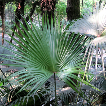 Chinese Fan Palm
