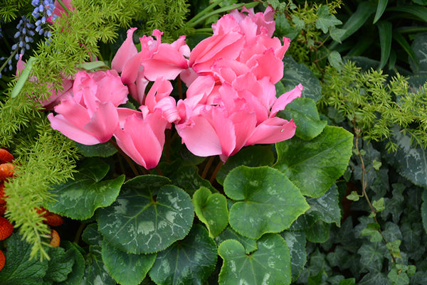 Cyclamen