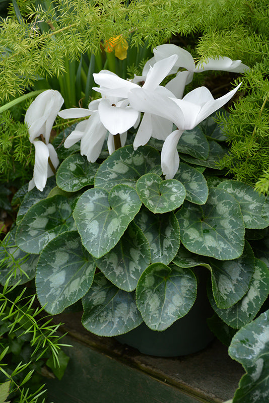 Cyclamen