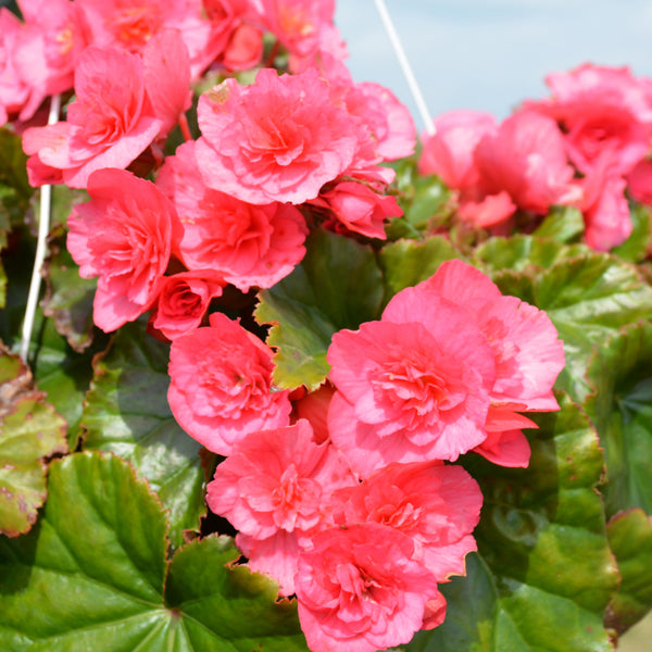 Begonia Rieger 10" Hanging Basket