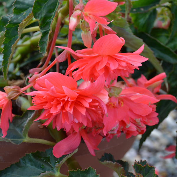 Begonia Cascading Tuberous 10" Hanging Basket