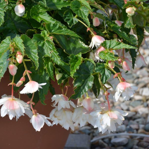 Begonia Cascading Tuberous 10" Hanging Basket